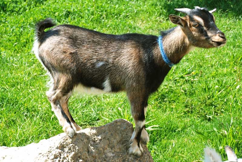 Süße Ziegen zum streicheln