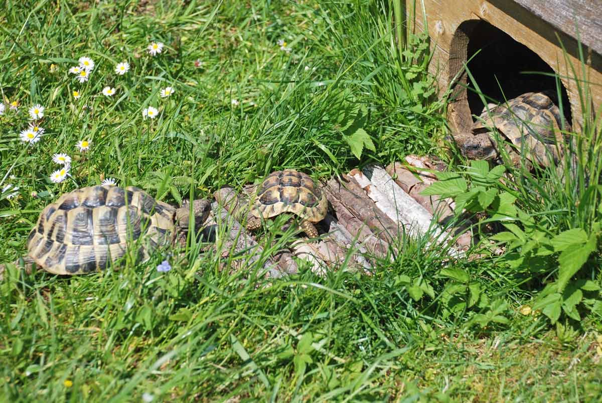 Unsere Schildkrötenfamilie