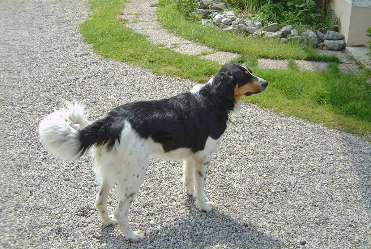 Urlaub Pur - auch für den Hund