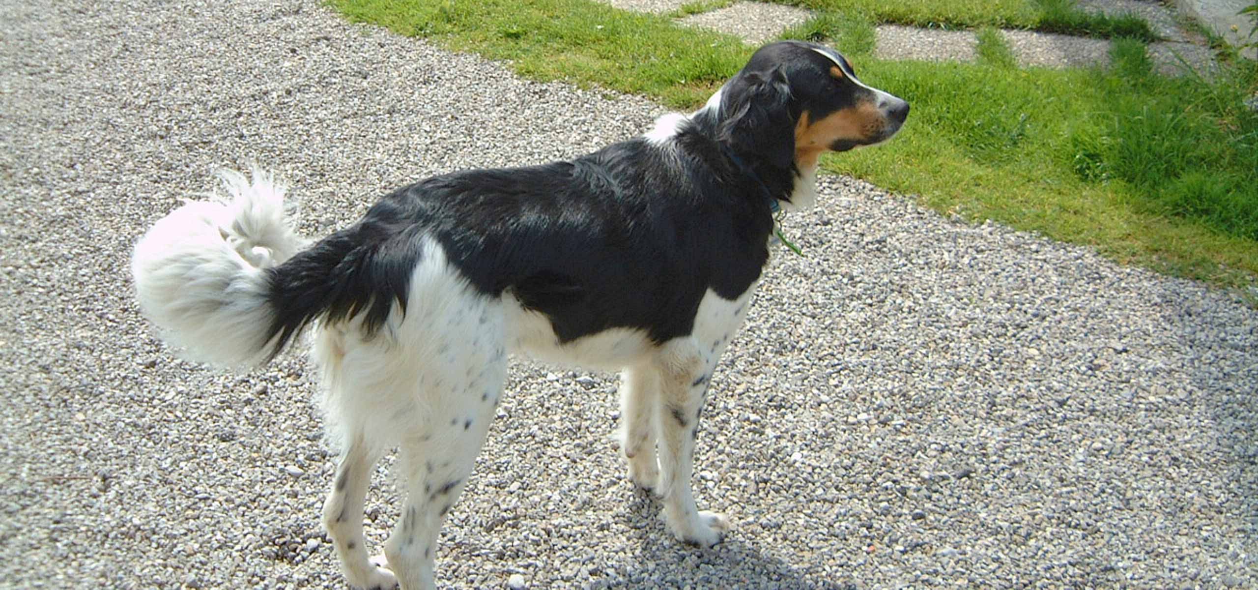 Urlaub auch für Ihren Hund